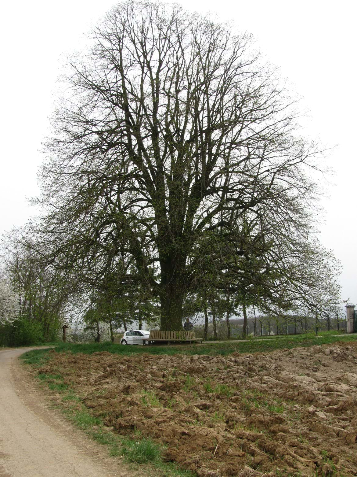 Tilleul à grandes feuilles - Caractéristiques, Utilisations et