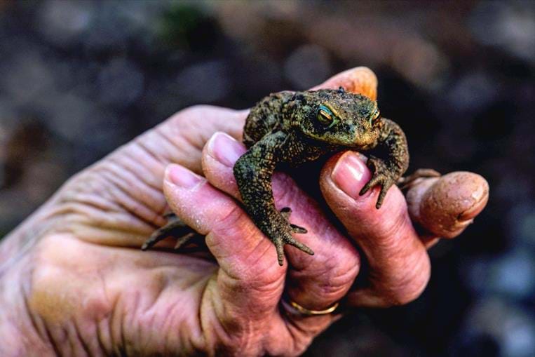 Grenouille