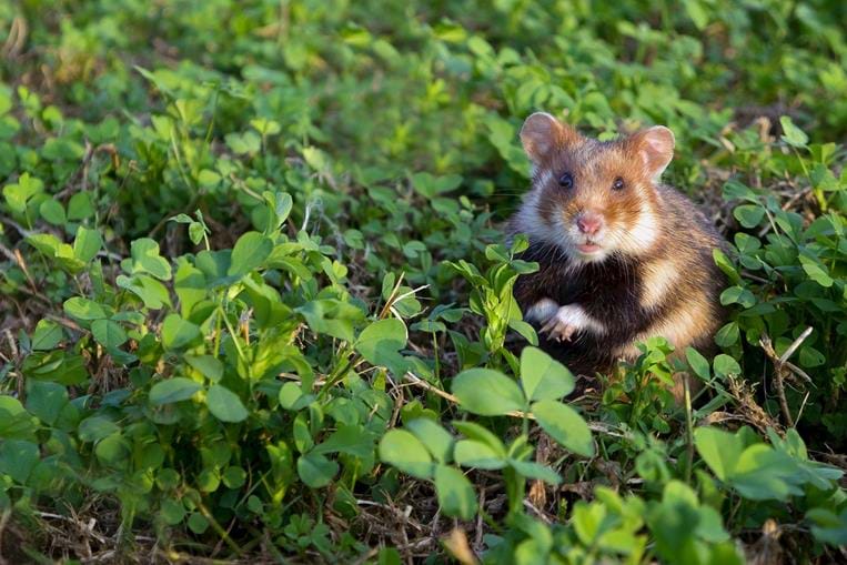 Hamster commun
