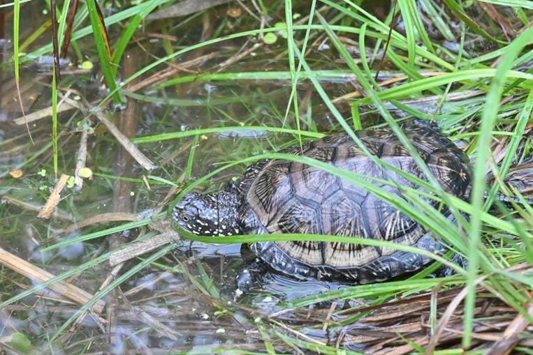 Tortues cistudes