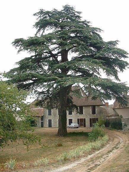 Cèdre du Liban