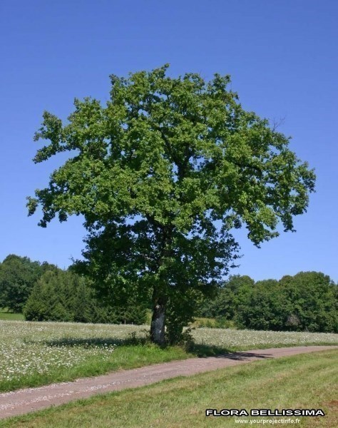 Chêne pédonculé