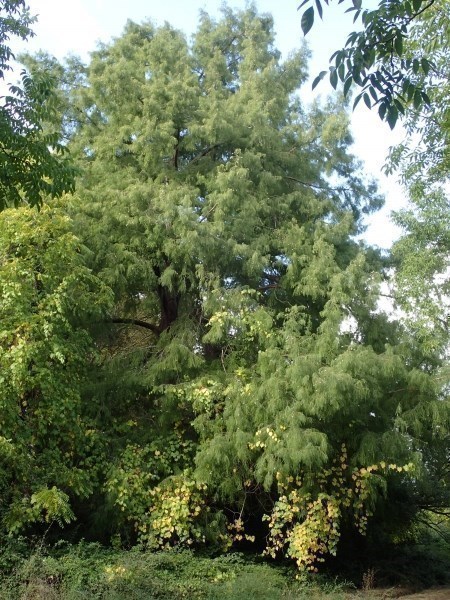 Cyprès chauve