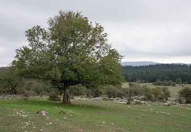 Érable champêtre