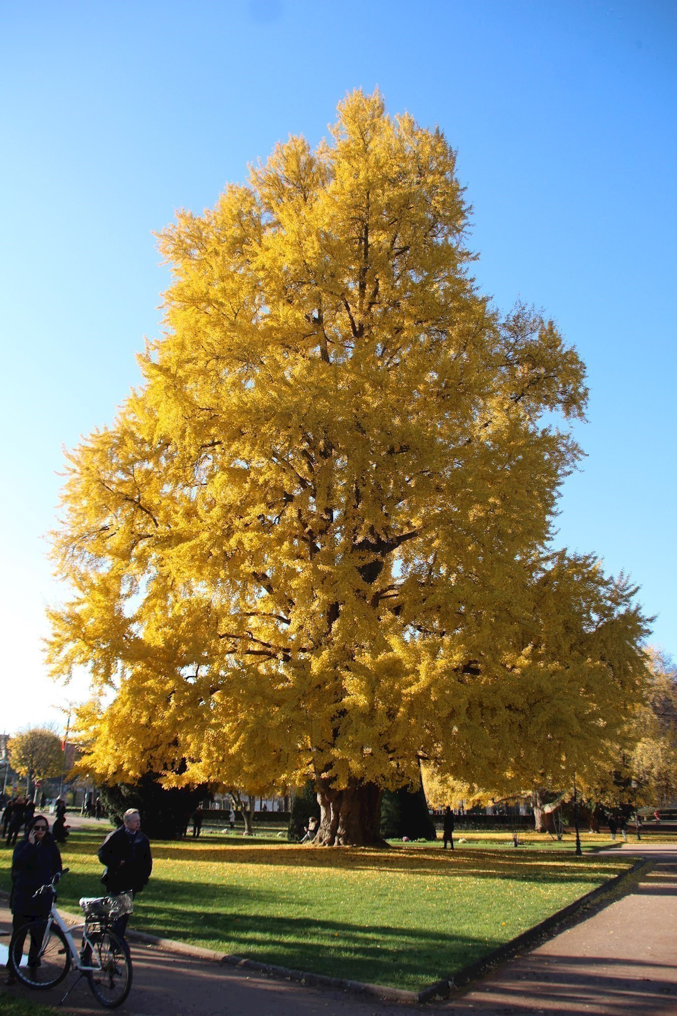 Ginkgo biloba