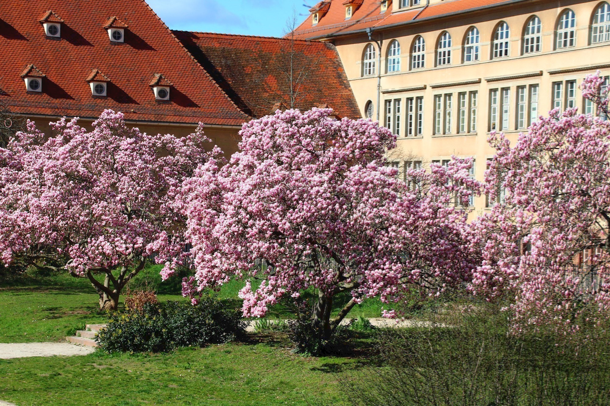 Magnolia de Soulange