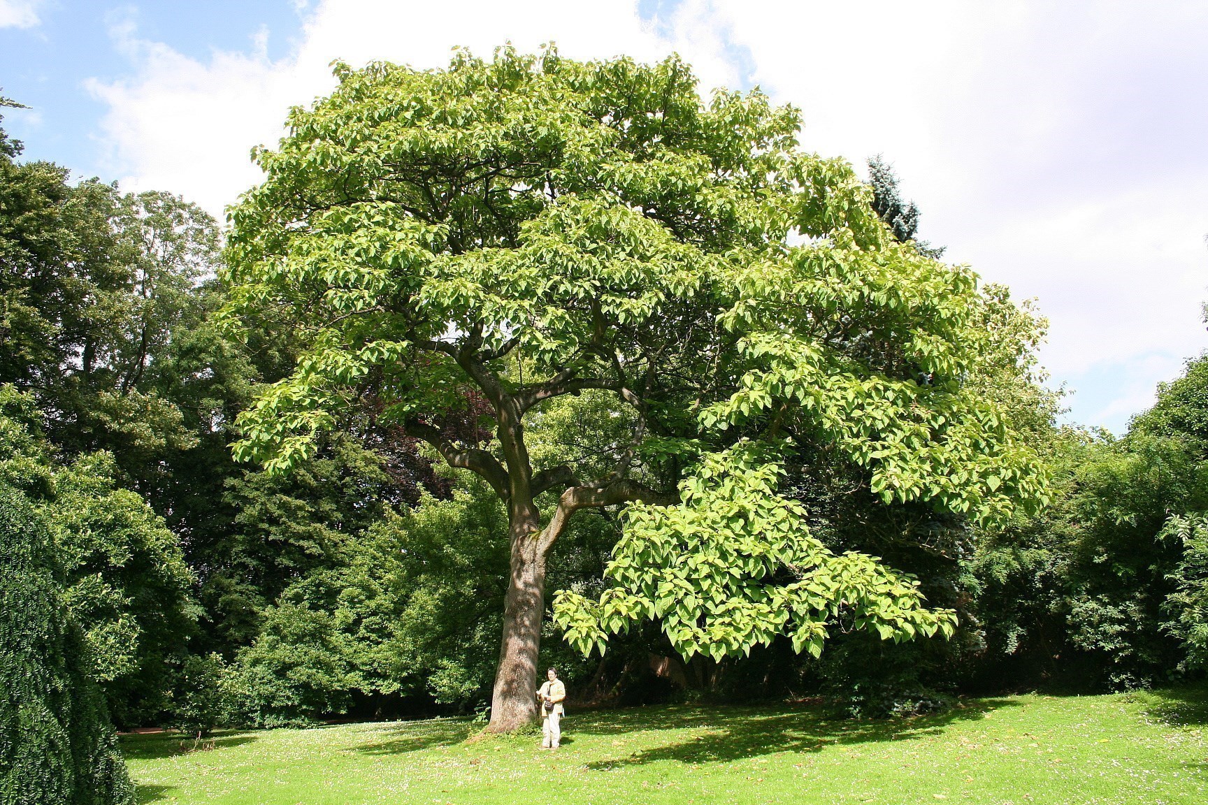 Paulownia