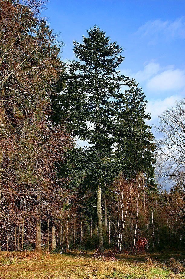 Sapin pectiné