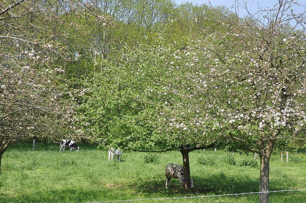 Pommier domestique