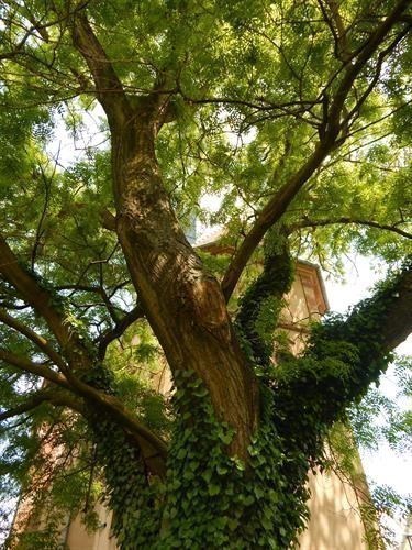 Sophora du Japon