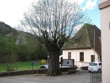 Tilleul à grandes feuilles