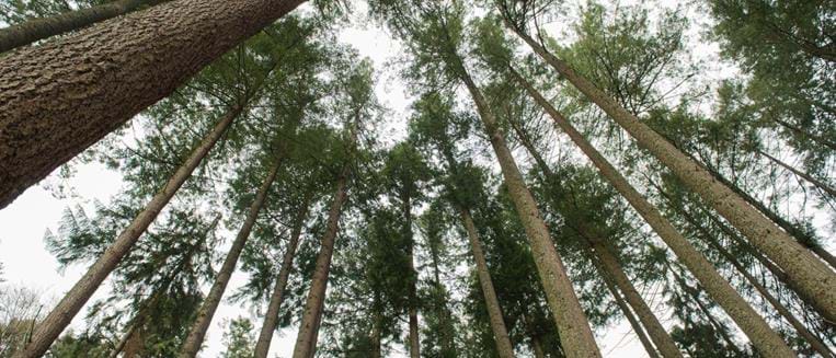 Arbres remarquables