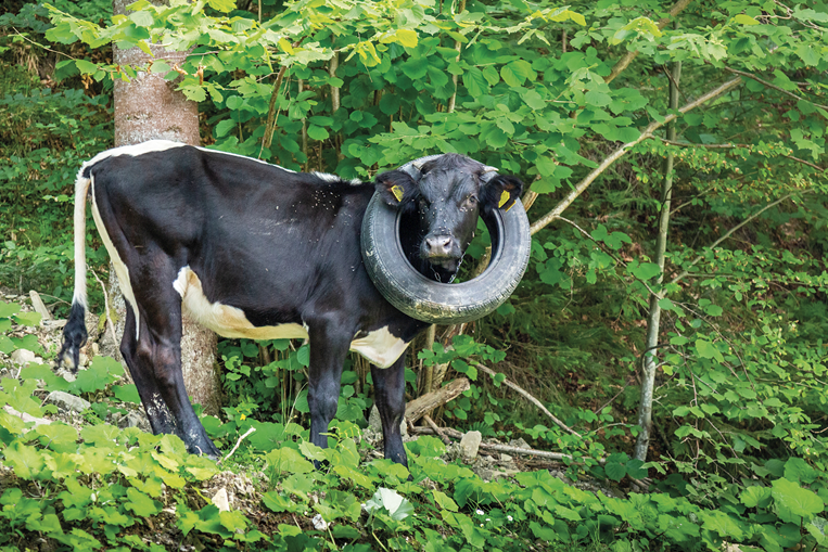 Elsàssputz - vache