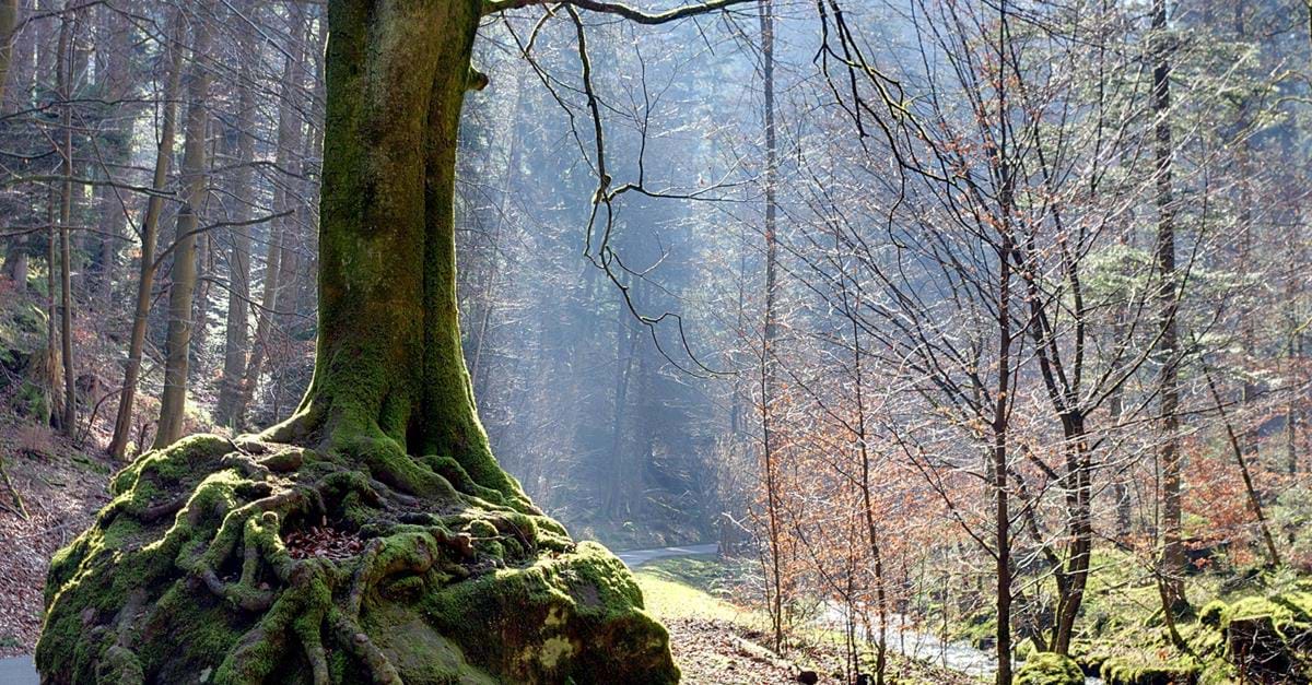 De nouveaux arbres remarquables labellisés Collectivité européenne d