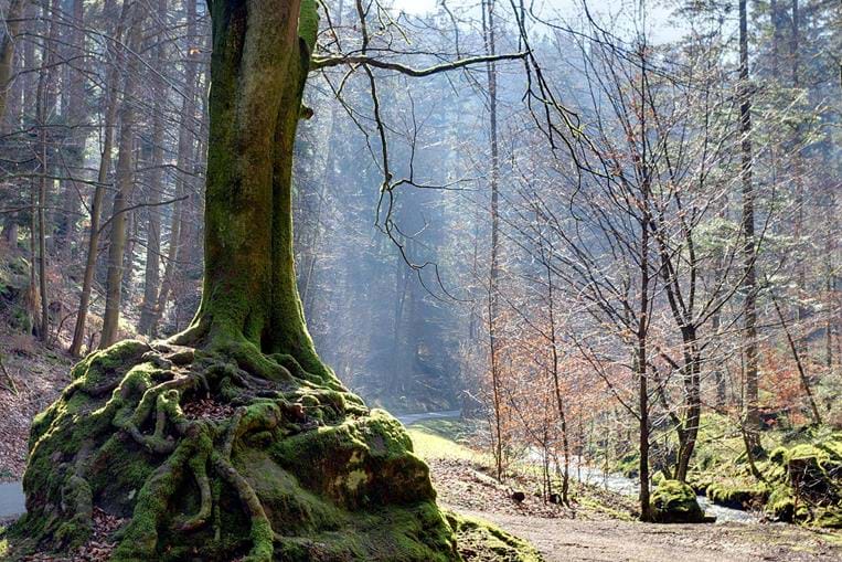 Arbre remarquable