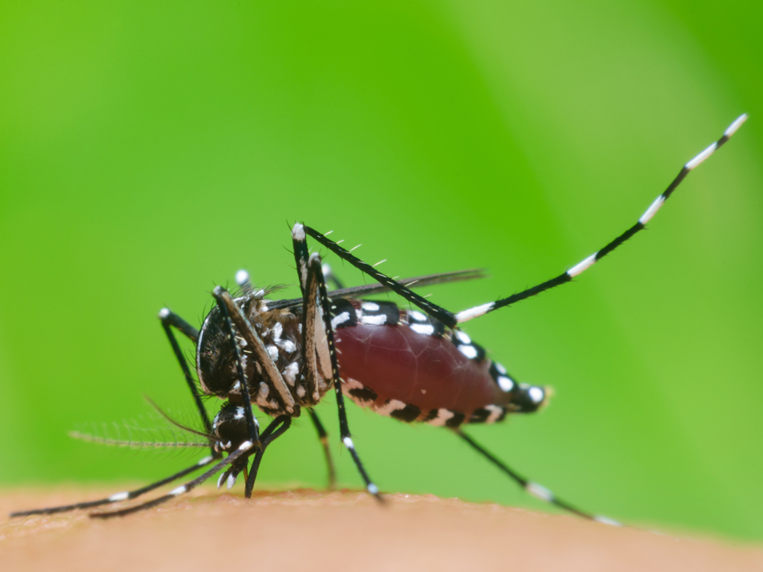 Moustique tigre