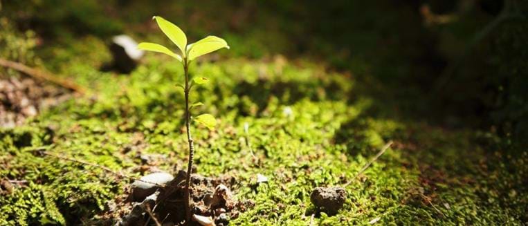 Forêts Avenir Alsace
