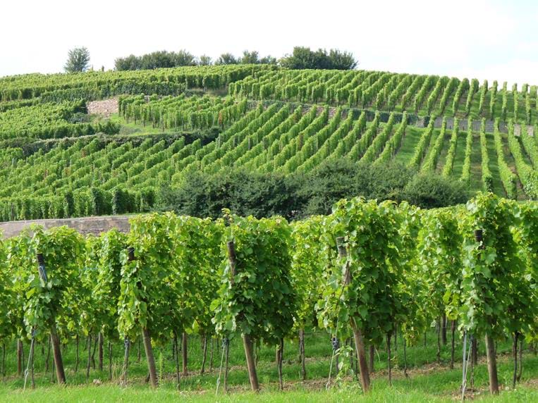 Vignoble Ribeauvillé