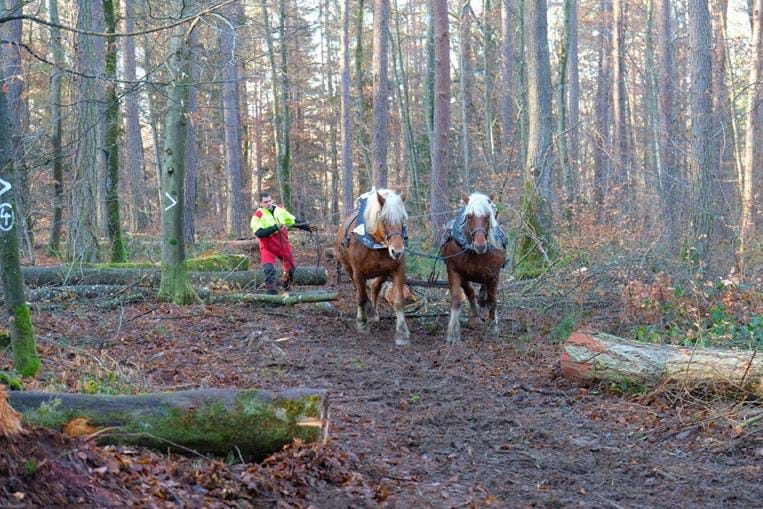 Débusquage Durmenach