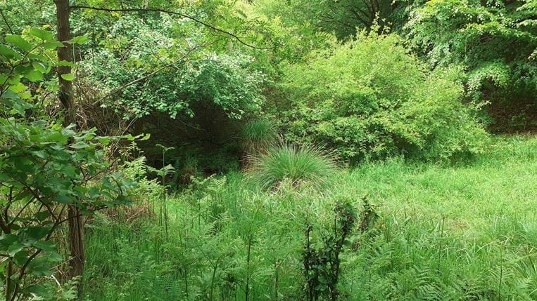 ENS - Wingen-sur-Moder